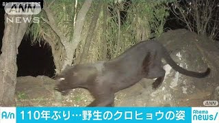 アフリカ・ケニアで110年ぶりにクロヒョウを撮影(19/02/15)