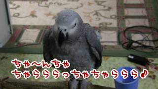 水前寺うめ♪_African grey, Ume sings Kiyoko chan!