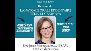 Webinaire dentisterie vétérinaire: anatomie orale et dentaire du chat \u0026 du chien - Dre Josée Marcoux