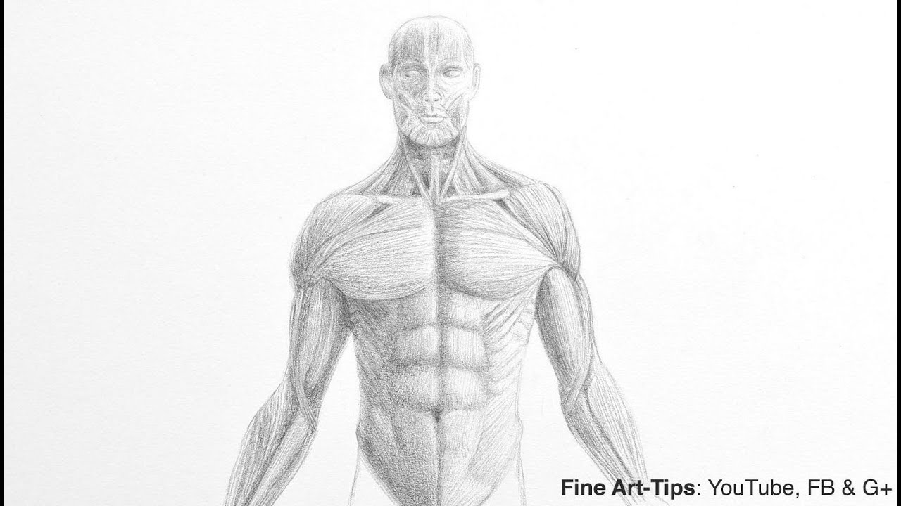 How To Draw The Male Torso - Requirementpollution5