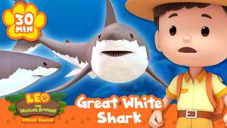 MOST FEARSOME CREATURE OF THE OCEAN, THE GREAT WHITE SHARK! | Leo the Wildlife Ranger | Educational