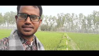 আধুনিক পদ্ধতিতে ধান ক্ষেতের চাষ, Modernization of Agriculture, BD, One of the stages of W. W.#Rostow