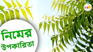 নিম পাতা এবং নিম গাছের বিশেষ ভেষজ উপকারিতা | নিমের উপকারিতা | নিম পাতা খাওয়ার উপকারিতা