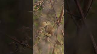 BROWN BUSH WARBLER || PA RAJALAXMANA PHOTOGRAPHY || WILDLIFE VIDEOS ||TELANGANA BIRDS