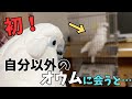 初めてオウムを見るオウムの反応がまるで鳥を見る人だった