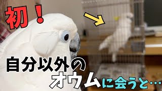 初めてオウムを見るオウムの反応がまるで鳥を見る人だった