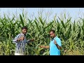 makka jonna.. మొక్క జొన్న సాగు .. అధిక దిగుబడి ... లాభం. sweetcorn agriculture sureshagritalks..