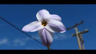 Ipheion uniflorum is a species of flowering plant,  Greece  11 3 2019