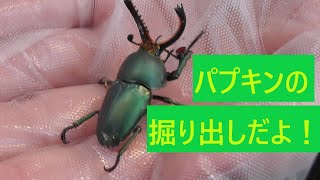 【パプアキンイロクワガタ】2021秋【掘り出し】