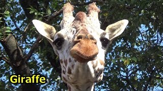 キリンさん🦒の顔芸 Giraffe cute funny face【羽村市動物公園】