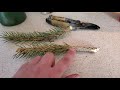 How to propagate evergreen trees from limb unions and cuttings.