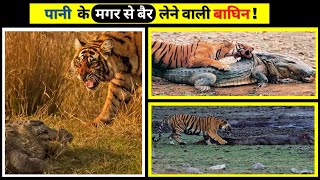 मगरमच्छ🐊 पर सबसे 🐅घातक हमला | Ranthambore Tiger attack Crocodile Real Fight | Wildlife Claws