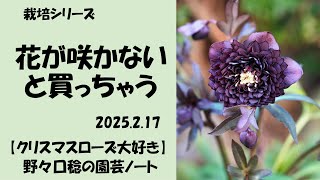 2025.2.17 花が咲かないと買っちゃう