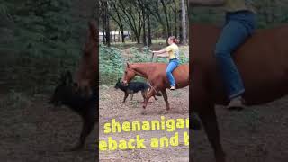 Bareback and bridleless #bareback #horsevlog #horseriding #farmvlogs #funnyhorsevideos #western