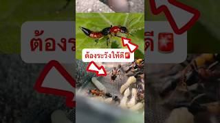 มดตะนอยต่อยเจ็บมาก #มด #เลี้ยงมด #คนเลี้ยงมด #มดตะนอยอกส้ม #มดตะนอย #ants #antverse