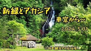 新緑とアカシア 車窓から～ 2024.5.31 【小坂町観光PR応援隊】