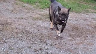 野犬のこゆきママ、たくさんしっぽを振ってくれて、ありがとう🐺🎶🍀