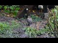 a sparrowhawk killing and plucking a starling