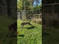 Cheetah Nia is a fan of the water polo ball - Cincinnati Zoo #shorts