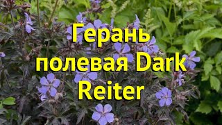 Герань полевая Дарк Рейтер. Краткий обзор, описание характеристик geranium prat. Dark Reiter