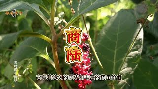 商陆的探索与利用：一种具有潜力的药用植物