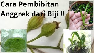 PEMBIBITAN ANGGREK dalam botol melalui teknik kultur jaringan tanaman..