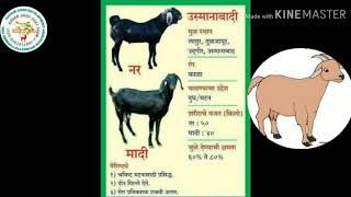 #kadamagro# Basic information goat farm.