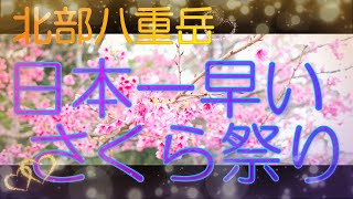 【沖縄北部探検 2023年】北部八重岳のさくら祭りを探検してみた (2023年01月21日)