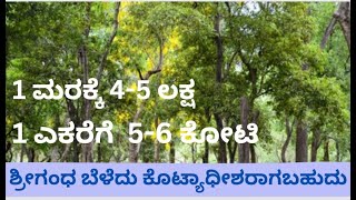 ಶ್ರೀಗಂಧದ ಮರ ಬೆಳೆದು ಲಾಭ ಮಾಡಿಕೊಳ್ಳುವದು |Sandalwood trees farming and profit @basicagrivideos