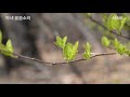 새소리 잠자기 딱 좋은 딱새 울음소리 수면 불면증 도움 딱새 우는 소리 잠오는 새 소리