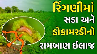 રીંગણીમાં સડો અને ડોકામરડી નિયંત્રણ કરવાનો ઉપાય || Ringani ma sado ane dokamardi #ringani #farming