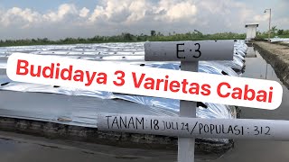 Teknik Budidaya 3 Varietas Cabai Di Lahan Janda