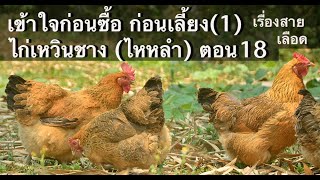 ไก่เหวินชาง ไก่ไหหลำ เข้าใจก่อนเลี้ยง ก่อนซื้อ เรื่องสายเลือด ตอน 18 #ไก่เหวินชาง #ไก่ไหหลำ