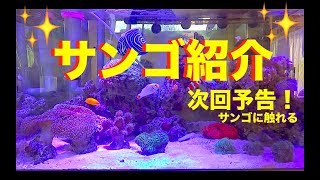 海水水槽✨飼育中サンゴ紹介❗️次回予告サンゴに触れる❗️Breeding of saltwater fish and coral MOAMOAちゃんねる