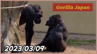 2023/03/09〜Shabani gorilla family 🍇🥒🍆🍅 朝ご飯風景