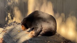 かぼちゃを食べるキョウコさん【‎2024年‎12月21日】【上野動物園】マレーグマ