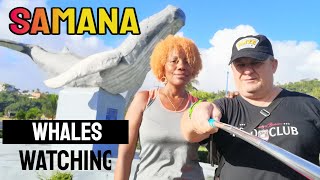 Humpback Whale Watching in Samana Dominican Republic Travel Ocean Wildlife Documentary