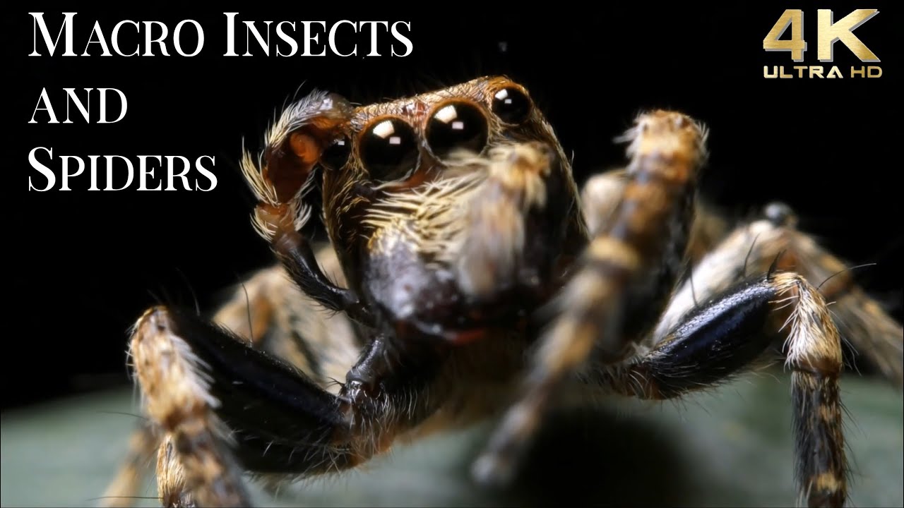 4K Insects Up Close With Amazing Insects World - Macro Insects TV ...