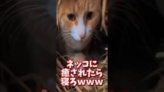 ネッコの動画で癒されたら寝ろｗｗｗ　#2ch #2ch動物スレ #2ch面白いスレ #動物 #犬 #猫 #癒やし #ねこ