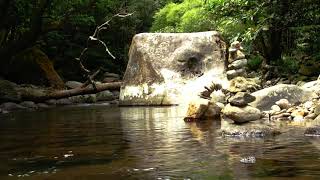 Relaxing Nature Sounds/Study/Sleep/Meditation/Water Sounds/Bird Song / formosa 竹雞