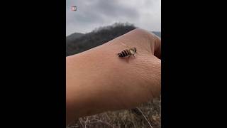 How Bee Survive After Stinging |😲😲| #shorts
