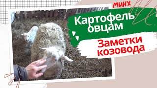 Можно ли давать картофель овцам