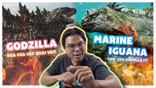 Marine Iguana (Cự Đà Biển) - Quái Vật Của Vùng Biển Galápagos | Nam Ngô