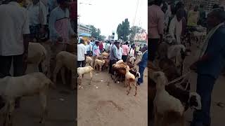 Sheep and goats market Tumkur 12*11*2024 @ agrianimals