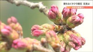 サクラ開花早まる予想で「しばた桜まつり」は3月31日から前倒し開催“今年の花見事情は？”