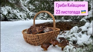 Гриби у листопаді. Київщина. Грибне асорті у засніженому лісі.🇺🇦❤️