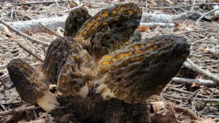 (Ep.10 1/2)วันนี้ได้ตัดเห็ดฟินอิกแล้วเยอะใหญ่สวยงามอลังการ😍😍😍so impressive today foraging of Morels.