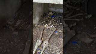 Creepy open graves in haunted abandoned cemetery… very scary