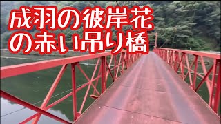 成羽の彼岸花の赤い吊り橋