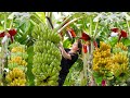 Harvesting Banana Fruit| Process Making Crispy Cake of Banana | Go to market sell | Lý Thị Hồng